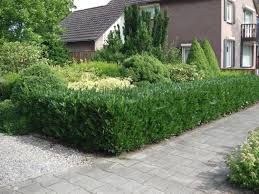 Get the best deal for hedging evergreen shrubs, bushes&hedges from the largest online selection at ebay.com. Small Hedges Low Ornamental Hedging Small And Dwarf Hedge Plants