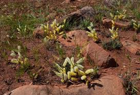 Image result for Elephantorrhiza elephantina