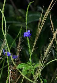 Image result for Stachytarpheta