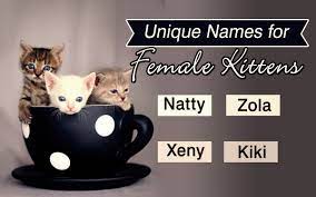 Are you looking for a unique uncommon or unusual name for your new cat or kitten? Uncontrollably Cute Names For Kittens Cat Appy
