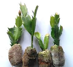 Learn the differences between thanksgiving and christmas cactus and how to get them to bloom. Buy Beautiful Christmas Cactus Plant India 2021 Succulent Plants India