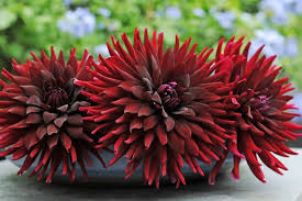 Dahlia Chat Noir Garden Calendar Dahlia Buy Plants