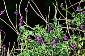 Image result for Stachytarpheta cayennensis