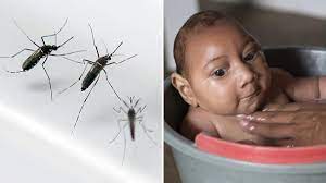 Treatment for the zika virus focuses on pain relief and fever reduction, with some patients also the zika virus is mainly found in south america, africa, the pacific islands, and southeast asia. Brasilien Stechmucken Verbreiten Unter Schwangeren Angst Und Schrecken Welt