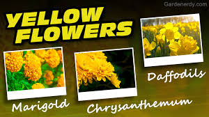 Just make sure you take her to hawaii one day. An Awesome List Of Yellow Flower Names How Many Do You Know Gardenerdy