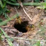 An Effective And Non Toxic Solution For Getting Rid Of Yellow Jackets Ground Nests The Green Spotlight