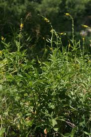 Image result for Agrimonia