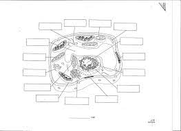 Blank Plant Cell Diagram Worksheet Fresh 10 Cell Drawing Unlabeled For Free On Ayoqq Cells Worksheet Plant Cell Diagram Cell Diagram
