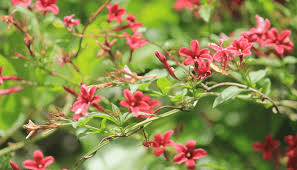 Image result for Jasminum beesianum