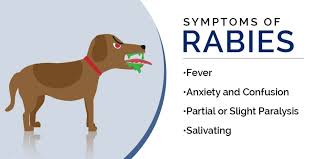 Image result for Rabies