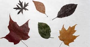 Avec le pot de peinture remplir le tableau transparent avec ce dégradé. Tableau De Feuilles Sechees Educatout