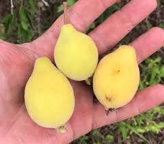 Image result for Eugenia capensis