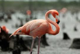 Flm price is up 4.4% in the last 24 hours. Flamingo Essence Phi Essences