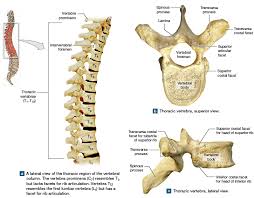 The presence of costal facet/facets on the sides of their bodies for articulation with the heads of the ribs is how they can be identified or detected. The Thoracic Vertebrae Thoracic Vertebrae Thoracic Vertebrae