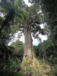 Image result for Pneumatopteris afra