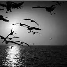 gonullerin sukutunda fisiltilara karisan dualarda gecenin mihrabinda kanat cirpan kuslarim var benim gosterissiz yalin berrak su black and white animals bird