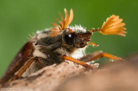 Thanks to dutch enthusiast wiebren huizinga for his translation of the de vw information. Meikever Natuurfotografie