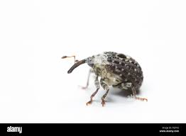 Image result for Nidorella auriculata