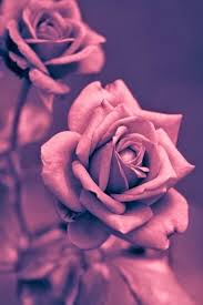 Pin By Ulku Baso On Photography Gold Wallpaper Iphone Rose Gold Wallpaper Iphone Rose Gold Wallpaper