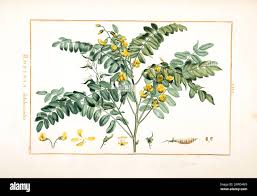 Image result for Calpurnia aurea