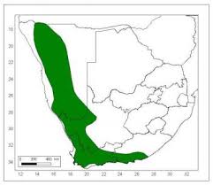 Image result for Montiniaceae