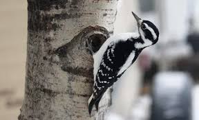 Today was his release day! Everything You Need To Know About Woodpeckers In Michigan Bird Advisors