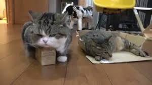 Please leave us a comment below and. Fat Cat Does Not Fit In Box Youtube