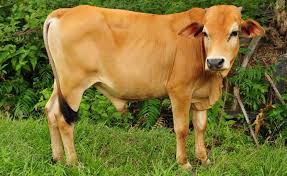Seekor kambing hanya untuk qurban satu orang dan boleh pahalanya diniatkan untuk seluruh anggota keluarga meskipun jumlahnya banyak bahkan yang sudah meninggal sekalipun. Faktor Faktor Yang Mempengaruhi Kenaikan Harga Lembu Dan Kambing Di Malaysia Berbanding Di Kemboja Dan Indonesia Untuk Ibadah Qurban 2016 Coretan Anuar