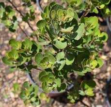 Image result for Searsia gueinzii