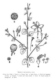 Image result for Hibiscus micranthus