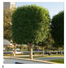 Image result for Conocarpus