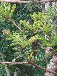 Image result for Schotia afra