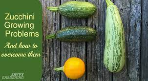Zucchini Growing Problems 10 Common Issues And How To Overcome Them