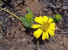 Image result for Aspilia