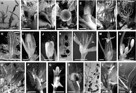 Image result for Hydrocharitaceae