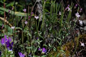 Image result for Epilobium salignum