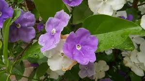 Image result for Brunfelsia australis
