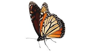 Entdecken sie die schönsten seiten von michoacan! Kulturaustausch Archiv