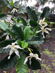 Image result for Tabernaemontana