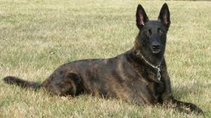 Dutch Shepherd Dog Origin Netherlands Caes