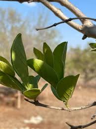 Image result for Combretum celastroides