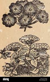 Sowing The Seeds Of Success High Resolution Stock Photography And Images Alamy