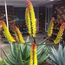 Image result for Aloe aculeata × ortholopha