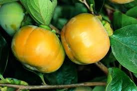 It is in flower in july, and the seeds ripen from october to november. Fuyu Japanese Persimmon