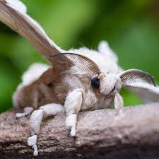 It is an economically important insect, being a primary producer of silk. Silk Moth This Fuzzy Insect Will Grow Up From A Silkworm Domesticated Silk Moths Do Not Have The Ability To Fly Because Their Cute Moth Silk Moth Cute Moths