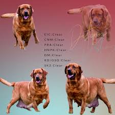 Comes vet checked, up to date on vaccinations and dewormer. Fox Red Labrador Puppies For Sale In Michigan