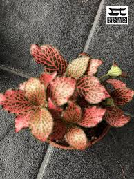 Image result for Acanthaceae