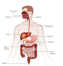 Digestive System Flashcards Quizlet