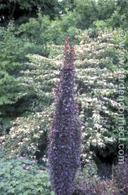 It features tiny clusters of yellow. Barberry Plant Finder Knights Garden Centres