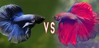 With this type of betta fish, the female bettas sometimes fight over the males so it's best to keep them separated if you see this happening. Betta Fish Fighting All You Need To Know